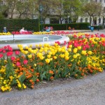 City of Budapest tulips
